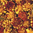 25+ Mr. Majestic Double French Marigold Seeds – Striking Red & Gold Blooms for Garden Borders 25+ Mr. Majestic Double French Marigold Seeds – Striking Red & Gold Blooms for Garden Borders