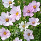 200+ Cosimo Collarette Cosmos Seeds – Unique Bi-Color Blooms for Pollinator-Friendly Gardens 200+ Cosimo Collarette Cosmos Seeds – Unique Bi-Color Blooms for Pollinator-Friendly Gardens