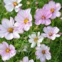 200+ Cosimo Collarette Cosmos Seeds – Unique Bi-Color Blooms for Pollinator-Friendly Gardens