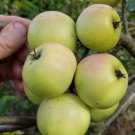 25+ Amere de Berthencourt Apple Seeds – Rare French Cider Apple for Garden Planting 25+ Amere de Berthencourt Apple Seeds – Rare French Cider Apple for Garden Planting