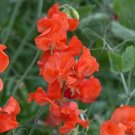 50+ Garry Kirkman Sweet Pea Seeds | Garden Flowers | Easy-to-Grow Fragrant Blooms
