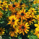 200+ Double Golden Gloriosa Rudbeckia Seeds | Rare Garden Flower Seeds for Vibrant Blooms 200+ Double Golden Gloriosa Rudbeckia Seeds | Rare Garden Flower Seeds for Vibrant Blooms