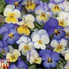 200+ Cool Summer Breeze Pansy Seeds | Viola Flower Seeds for Garden Planting