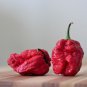25+ 7 Pot Brain Strain Hot Pepper Seeds | Extremely Spicy Chili | Garden Vegetable Planting