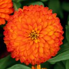 100+ Zydeco Fire Zinnia Seeds | Garden Flowers | Easy-to-Grow Vibrant Red Blooms 100+ Zydeco Fire Zinnia Seeds | Garden Flowers | Easy-to-Grow Vibrant Red Blooms