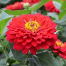 100+ Christmas in July Mix Zinnia Seeds | Garden Flowers | Easy-to-Grow Colorful Blooms 100+ Christmas in July Mix Zinnia Seeds | Garden Flowers | Easy-to-Grow Colorful Blooms