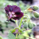 25+ Taff's Jester Geranium Seeds | Garden Flowers | Easy-to-Grow Colorful Blooms 25+ Taff's Jester Geranium Seeds | Garden Flowers | Easy-to-Grow Colorful Blooms