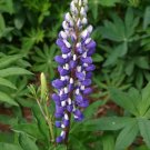 25+ Blue Annual Lupine Seeds | Garden Flowers | Easy-to-Grow Vibrant Blue Blooms 25+ Blue Annual Lupine Seeds | Garden Flowers | Easy-to-Grow Vibrant Blue Blooms