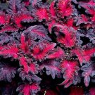 25+ Black Dragon Lulu Coleus Seeds | Ornamental Garden Plant | Easy-to-Grow Colorful Foliage