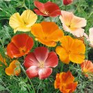 200+ California Poppy Seeds Mixed Colors – Easy-Grow Wildflower for Garden Planting 200+ California Poppy Seeds Mixed Colors – Easy-Grow Wildflower for Garden Planting
