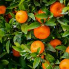 5+ Tangerine Orange Seeds – Sweet Citrus Fruit Tree Seeds for Garden Planting 5+ Tangerine Orange Seeds – Sweet Citrus Fruit Tree Seeds for Garden Planting