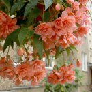 25+ Orange Weeping Begonia Seeds – Hanging Basket Flower Seeds for Garden Planting