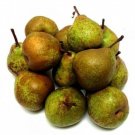25+ Winter Nelis Pear Seeds | Heirloom Fruit Tree | Easy-to-Grow Garden Pears