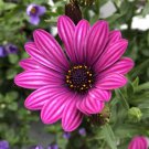 200+ Purple Cape Daisy Seeds | Garden Flowers | Easy-to-Grow Vibrant Purple Blooms