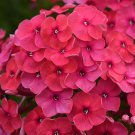 100+ Prismatic Pink Phlox Seeds | Garden Flowers | Easy-to-Grow Vibrant Pink Blooms 100+ Prismatic Pink Phlox Seeds | Garden Flowers | Easy-to-Grow Vibrant Pink Blooms