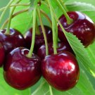 10+ Merchant Cherry Seeds for Garden Planting – Edible Fruit Tree Seeds 10+ Merchant Cherry Seeds for Garden Planting – Edible Fruit Tree Seeds