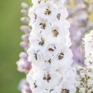 200+ Pacific Giant Galahad Delphinium Seeds | Garden Flowers | Easy-to-Grow Tall Blooms