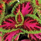 25+ Superfine Rainbow Color Pride Coleus Seeds – Vibrant Foliage Garden Plant 25+ Superfine Rainbow Color Pride Coleus Seeds – Vibrant Foliage Garden Plant