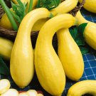 25+ Crookneck Squash Seeds for Garden Planting – Heirloom Yellow Summer Squash