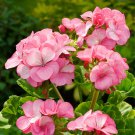 25+ Pinto Premium White to Rose Geranium Seeds – Garden Bedding Flower Plant 25+ Pinto Premium White to Rose Geranium Seeds – Garden Bedding Flower Plant