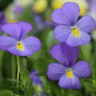 200+ Corsican Violet Pansy (Viola) Seeds – Fragrant Garden Flower for Planting 200+ Corsican Violet Pansy (Viola) Seeds – Fragrant Garden Flower for Planting