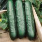 25+ Speedway Cucumber Seeds – Fast-Maturing Garden Vegetable for Planting