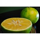 5+ Cocktail Grapefruit Tree Seeds – Sweet Citrus Fruit for Home Garden Planting