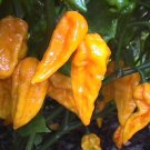 25+ Devil's Tongue Yellow Hot Pepper Seeds – Super Spicy Garden Chili Plant