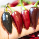 25+ Hungarian Black Sweet Pepper Seeds – Unique Heirloom Garden Variety 25+ Hungarian Black Sweet Pepper Seeds – Unique Heirloom Garden Variety
