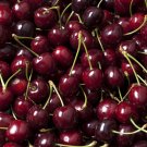 10+ Chelan Cherry Seeds | Sweet Dark Red Cherries | Fruit Tree Seeds for Planting