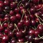 10+ Chelan Cherry Seeds | Sweet Dark Red Cherries | Fruit Tree Seeds for Planting
