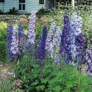 200+ Magic Fountains Mix Delphinium Seeds β Tall Cottage Garden Flowers 200+ Magic Fountains Mix Delphinium Seeds β Tall Cottage Garden Flowers