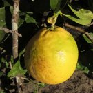 5+ Ponderosa Lemon Seeds | Giant Lemon Fruit Tree | Citrus Seeds for Planting