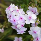 100+ Opening Act Pink-a-Dot Phlox Seeds | Perennial Garden Flowers | Vibrant Blooms 100+ Opening Act Pink-a-Dot Phlox Seeds | Perennial Garden Flowers | Vibrant Blooms