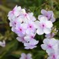 100+ Opening Act Pink-a-Dot Phlox Seeds | Perennial Garden Flowers | Vibrant Blooms