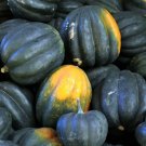 25+ Acorn Squash Seeds – Heirloom Winter Squash for Garden Planting