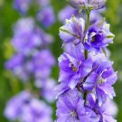 200+ QIS Light Blue Delphinium Seeds – Tall Cottage Garden Flowers for Planting 200+ QIS Light Blue Delphinium Seeds – Tall Cottage Garden Flowers for Planting