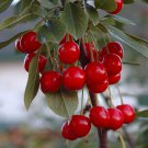 10+ Evans Cherry Seeds – Fruiting Tree Seeds for Garden Planting 10+ Evans Cherry Seeds – Fruiting Tree Seeds for Garden Planting