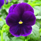 200+ Matrix Purple Pansy (Viola) Seeds | Garden Flowers | Vibrant Purple Blooms 200+ Matrix Purple Pansy (Viola) Seeds | Garden Flowers | Vibrant Purple Blooms