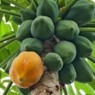 25+ Peterson Papaya Seeds – Fruiting Tropical Tree for Garden Planting