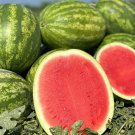 50+ Top Gun Watermelon Seeds – Sweet, Juicy, High-Yield Garden Melon 50+ Top Gun Watermelon Seeds – Sweet, Juicy, High-Yield Garden Melon