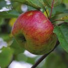 25+ Belle-Fleur Large Mouche Apple Seeds – Heritage Fruit Tree for Garden Planting