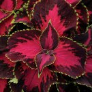 25+ Chocolate Covered Cherry Coleus Seeds | Premium Sun Variety | Garden Foliage Plant 25+ Chocolate Covered Cherry Coleus Seeds | Premium Sun Variety | Garden Foliage Plant