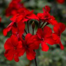 25+ Caliente Fire Geranium Seeds | Bright Red Blooms | Garden & Container Flowers