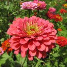 100+ Salmon Queen Zinnia Seeds | Large Blooming Salmon-Pink Flowers for Garden Planting 100+ Salmon Queen Zinnia Seeds | Large Blooming Salmon-Pink Flowers for Garden Planting