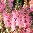 1000+ Potomac Pink Snapdragon Seeds | Tall Cut Flower Variety for Garden Planting 1000+ Potomac Pink Snapdragon Seeds | Tall Cut Flower Variety for Garden Planting