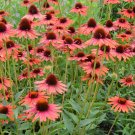 200+ Wicked Coneflower Daisy Seeds | Vibrant Perennial Wildflowers for Garden Planting 200+ Wicked Coneflower Daisy Seeds | Vibrant Perennial Wildflowers for Garden Planting