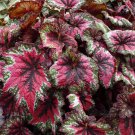 25+ St Nick Rex Hybrid Begonia Seeds | Vibrant Foliage Plant | Garden & Container Planting 25+ St Nick Rex Hybrid Begonia Seeds | Vibrant Foliage Plant | Garden & Container Planting