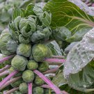 500+ Hestia Brussels Sprouts Seeds | Early-Maturing Vegetable | Home Garden Planting