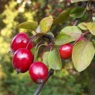 25+ Siberian Crab Crabapple Seeds | Cold-Hardy Fruit Tree | Garden & Landscape Planting 25+ Siberian Crab Crabapple Seeds | Cold-Hardy Fruit Tree | Garden & Landscape Planting